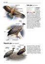 Alle Vogels van Europa [Birds of Europe, North Africa, and the Middle East]