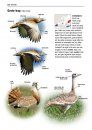 Alle Vogels van Europa [Birds of Europe, North Africa, and the Middle East]