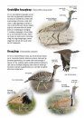 Alle Vogels van Europa [Birds of Europe, North Africa, and the Middle East]