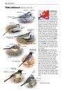 Alle Vogels van Europa [Birds of Europe, North Africa, and the Middle East]