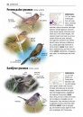 Alle Vogels van Europa [Birds of Europe, North Africa, and the Middle East]