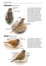 Alle Vogels van Europa [Birds of Europe, North Africa, and the Middle East]