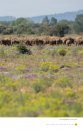 Vogels Kijken in de Camargue en de Crau [Watching Birds in the Camargue and the Crau]