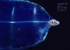 The Wonder World of Juvenile Fish [Japanese]