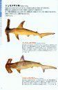 Sharks [Japanese]
