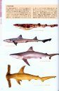 Sharks: Champion of the Sea [Japanese]