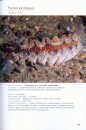 Meraviglie del Mediterraneo: Guida al Riconoscimento degli Organismi Marini [Wonders of the Mediterranean: Guide to the Recognition of Marine Organisms]