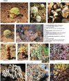 Succulents of Southern Africa