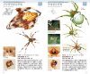 Kumohandobukku [The Handbook of Spiders]