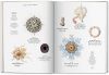 The Art and Science of Ernst Haeckel