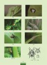 The Illustrated of Common Farmland Insects [Chinese]