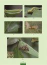 The Illustrated of Common Farmland Insects [Chinese]