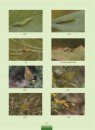 The Illustrated of Common Farmland Insects [Chinese]