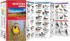 Montana Birds