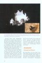 Falsche Vampire & Fliegende Hunde: Die Geheimnisvolle Welt der Fledermäuse [False Vampire & Flying Foxes: The Mysterious World of Bats]