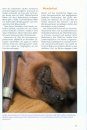 Falsche Vampire & Fliegende Hunde: Die Geheimnisvolle Welt der Fledermäuse [False Vampire & Flying Foxes: The Mysterious World of Bats]