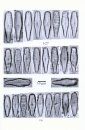 Diatoms of Europe, Volume 8: The Diatom Genus Gomphonema from the Republic of Macedonia