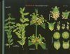 Famiglie di Piante Vascolari Italiane: 1 - 140 [Families of Italian Vascular Plants]