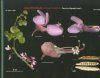 Famiglie di Piante Vascolari Italiane: 1 - 140 [Families of Italian Vascular Plants]