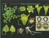 Famiglie di Piante Vascolari Italiane: 1 - 140 [Families of Italian Vascular Plants]