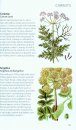 Green Guide to Herbs of Britain and Europe