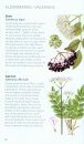 Green Guide to Herbs of Britain and Europe