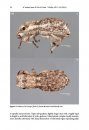 ZooKeys 528: Phylogenetic Revision of Minyomerus Horn, 1876 sec. Jansen & Franz, 2015 (Coleoptera, Curculionidae) Using Taxonomic Concept Annotations and Alignments