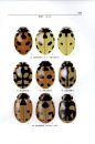 Coccinellidae of The Qinghai-Xizang Plateau [Chinese]