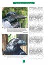 Kolkrabe & Co.: Verhalten und Strategien Intelligenter Lebenskünstler [The Raven & Co.: Raven & Co. Behaviour and Strategies of Intelligent Life Artist]