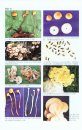 Forestry Fungi in Henan of China [Chinese]