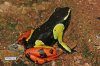 Madagaskar-Buntfrösche Die Gattung Mantella: Lebensweise, Haltung, Nachzucht [The Genus Mantella: Biology, Keeping, Breeding]
