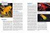 Faszinierende Pfeilgiftfrösche: Lebensraum, Haltung, Nachzucht [Fascinating Poison Dart Frogs: Biology, Keeping, Breeding]