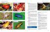 Faszinierende Pfeilgiftfrösche: Lebensraum, Haltung, Nachzucht [Fascinating Poison Dart Frogs: Biology, Keeping, Breeding]