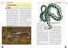 Die Ringelnatter (Natrix natrix) [The Grass Snake]