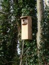 Woodpecker Box