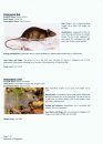 Field Guide to the Mammals of Singapore