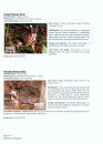 Field Guide to the Mammals of Singapore