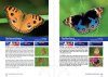 A Field Guide to the Butterflies of Singapore