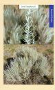 Woody Plants of the Big Bend and Trans-Pecos