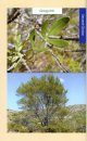 Woody Plants of the Big Bend and Trans-Pecos