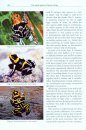 Poison Frogs – The Small Species