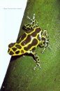 Poison Frogs – The Small Species