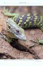 Emerald Monitors – The Varanus prasinus Group