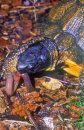 Spotted & Wood Turtles (Clemmys guttata & Glyptemys insculpta)