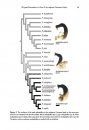 ZooKeys 536: The Genus Pterostichus in China II: The Subgenus Circinatus Sciaky, a Species Revision and Phylogeny (Carabidae, Pterostichini)