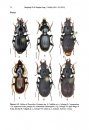 ZooKeys 536: The Genus Pterostichus in China II: The Subgenus Circinatus Sciaky, a Species Revision and Phylogeny (Carabidae, Pterostichini)