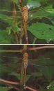 Dragonflies & Damselflies of Orissa and Eastern India