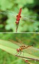 Dragonflies & Damselflies of Orissa and Eastern India