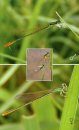 Dragonflies & Damselflies of Orissa and Eastern India