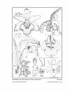 Icones Orchidacearum, Fascicle 14